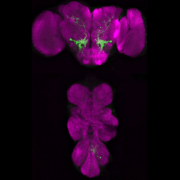 Brp Antibody (nc82) - DSHB